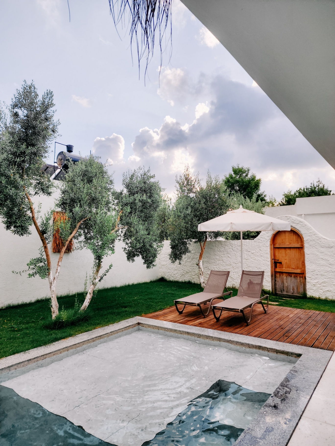 Private backyard pool with olive trees